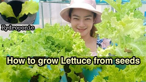 How To Grow Lettuce From Seeds At Home Salads Growing Lettuce