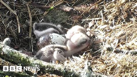 Second Osprey Chick Hatches At Loch Of The Lowes Nature Reserve Bbc News