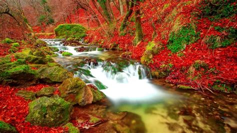 1920x1080 Forest Stream Colorful Fall Autumn Beautiful Creek
