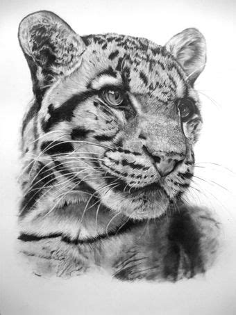 We did not find results for: Clouded Leopard 04-11 by Dhekalia on deviantART | Pencil drawings of animals, Animal drawings ...