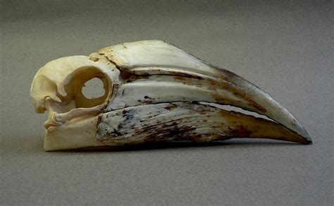 Ceratogymna Elata Yellow Casqued Hornbill Skullsite