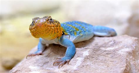 Collared Lizard Learn About Nature