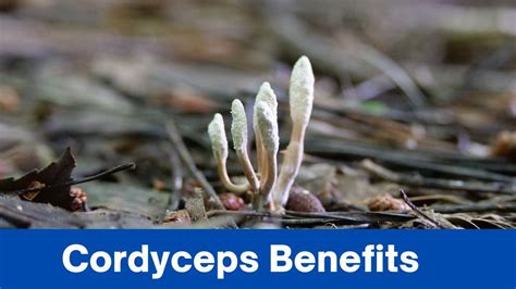 5 Cordyceps Benefits Your Guide To Natural Wellness And Optimal