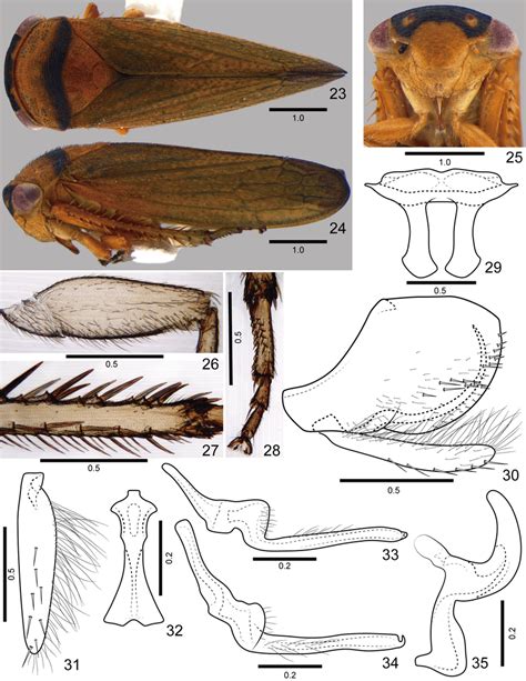 ─35 Pachyopsis Fasciatus Sp Nov Male Holotype 23 Habitus Dorsal