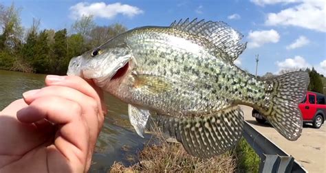 Spring Bass Fishing With A Texas Rig Brush Hog Crappie And Bluegill