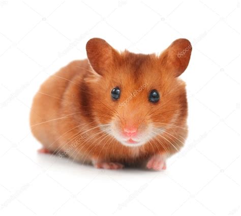 Cute Hamster Isolated On White Stock Photo By ©subbotina 10680116