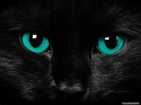 Scary Cat Wallpapers Top Free Scary Cat Backgrounds Wallpaperaccess