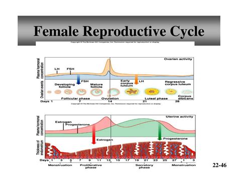 Ppt Chapter 22 Reproductive Systems Powerpoint Presentation Free