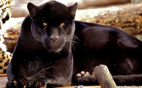 Panther Wallpapers Download Free Black Panthers Hd Wallpaper All