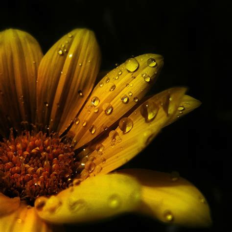 Water Droplets On Flower Via Brendan Edwards Amazing Nature Nature