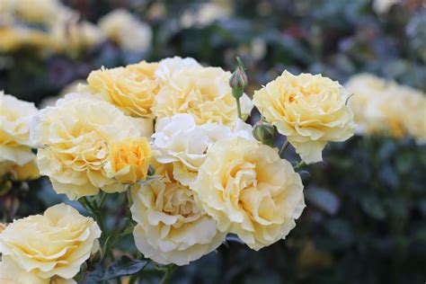 Roses Named After Famous People