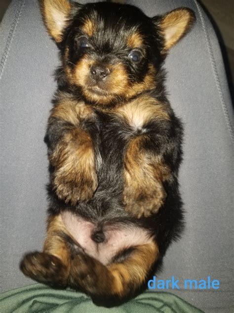 Qr code link to this post. Yorkie Puppies for Sale in Lafayette, Louisiana