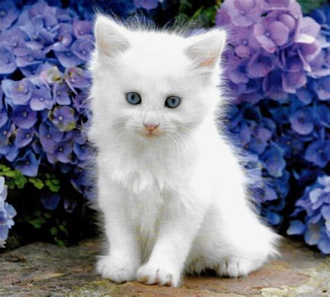 Cute Little White Baby Kitten Aww Baby Animals Baby Kittens Cats