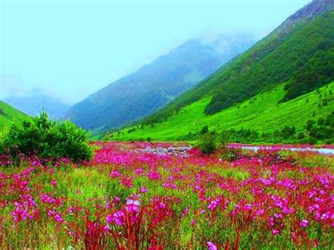 Seven Wonder Places Of India The Flower Valley In Uttarakhand