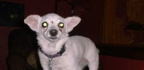 Why Dogs Eyes Glow Varying Colors In The Dark