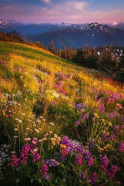 ~~the Spectrum ~ Dusk Atop A Wildflower Meadow North Cascade Mountains