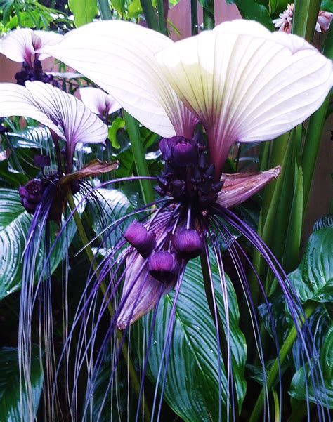 Black bat plant for sale. Animal or vegetable..White Bat Plant Flower | Flower seeds ...