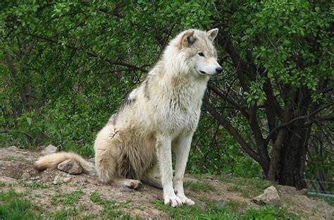 How A Familiar Species Of Mammal Changed Canadian Wolves Behaviour