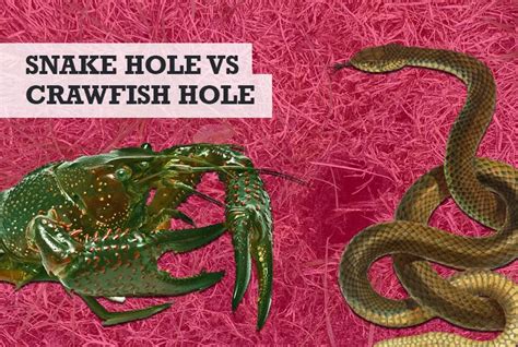 Snake Hole Vs Crawfish Hole The Essential Differences