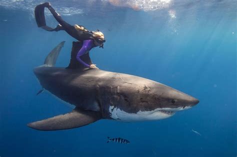 13 Unbelievable Shark Human Encounters Caught On Camera Page 2 Of 3