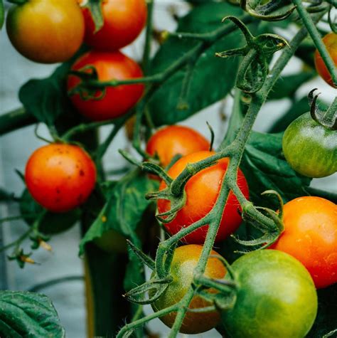 How To Get The Highest Yield And Best Flavor From Tomatoes Dengarden