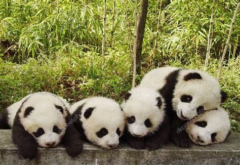 Cinco Cachorros De Panda Gigantes Son Vistos En El Centro De