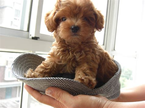 Dogs Toy Poodle Puppies Toy Poodle Breeders Teacup Poodle ~ Petsrank