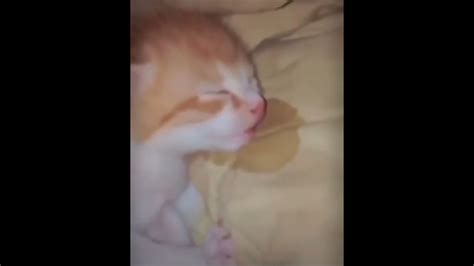 Gato Durmiendo Ebebebe Meme Youtube