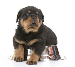 Because newborn puppies cannot see, hear, or walk, they do not have much exploring to do early on. How often & how much to feed? | Meisterhunde Rottweilers | High Quality German Rottweiler ...