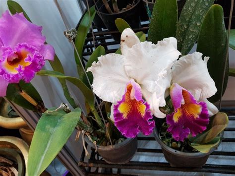 huge cattleya orchids beautiful in white and pink shopping orchids cattleya flowers