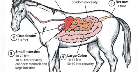 Equine Gi Anatomy