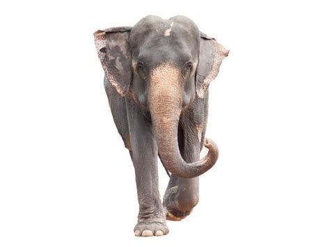 Elefante Indio Características Alimentación Y Fotos