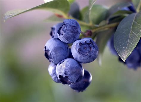 Uaes First Blueberry Producer Elite Agro To Double Blueberry