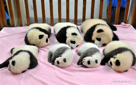 Cute Giant Panda Cubs Cn