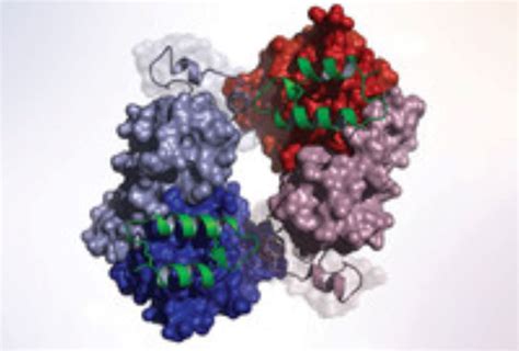 Yale Cancer Center Researchers Show Receptor Structure Reveals New