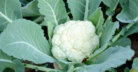 How To Plant And Grow Cauliflower Make House Cool