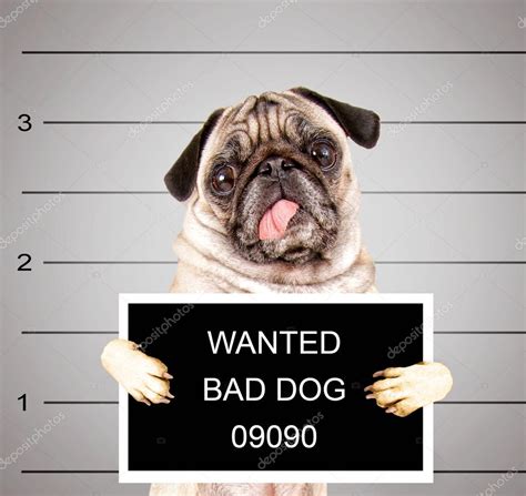Bad Dog — Stock Photo © Graphicphoto 53626127
