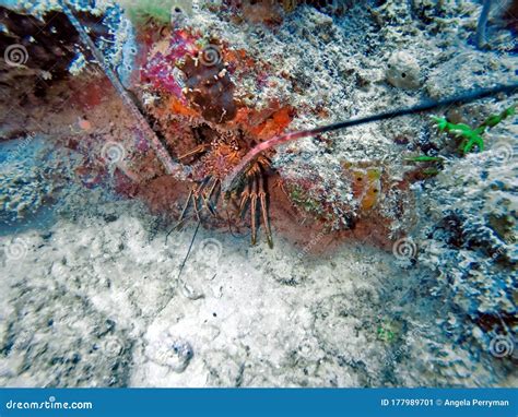 Lobster In Coral Stock Image Image Of Coast Cave Hiding 177989701
