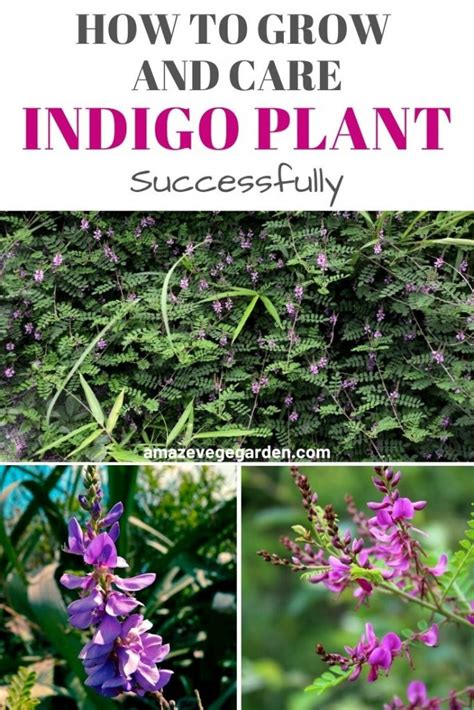 How To Successfully Grow And Care For An Indigo Plant Amaze Vege Garden