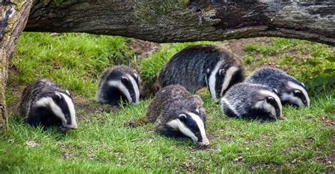 8 Interesting Facts About Badgers Happy Beaks Blog Badger British