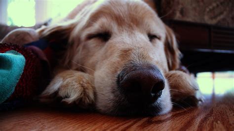 Dog Sleeping on Floor image - Free stock photo - Public Domain photo ...
