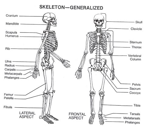 Анатомия Скелет Человека В Картинках С Описанием Telegraph