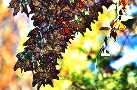 Visit The Pismo Beach Monarch Butterfly Grove Vespera Resort
