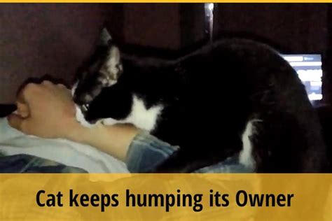 Cat Keeps Humping You Read This Zooawesome