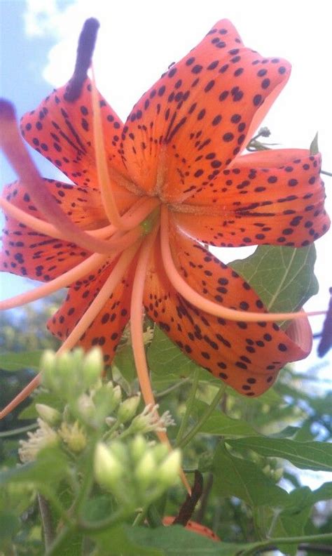 Tiger Lily Lily Pictures Tiger Lily Beautiful Flowers