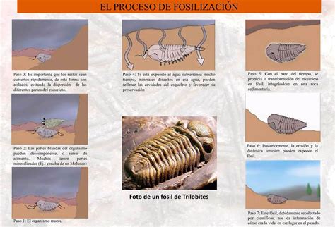 Paleontolog A Cap Tulo La Fosilizaci N Paranoia Geol Gica