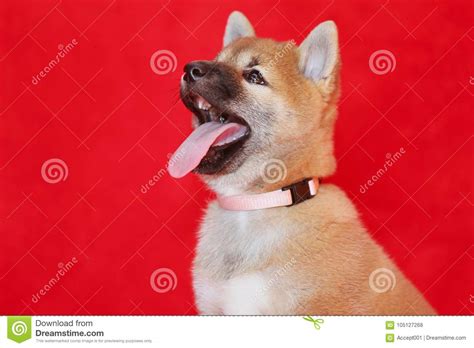 Purebred Akita Inu Puppy Sitting In Photo Atelier Stock Photo Image