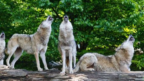 What Are Wolves Facts Diet And Habitat Of Wolves