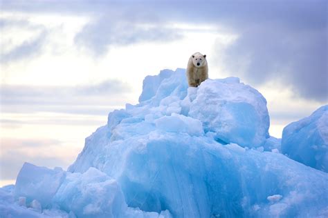 King Of The Arctic Nature Fine Art