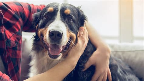 Check spelling or type a new query. Revealed: Why Do Dogs Have Whiskers? | Purina